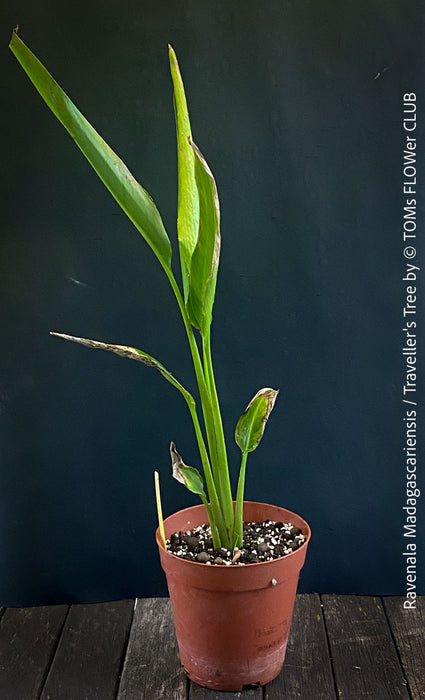Ravenala Madagascariensis, Traveller's tree, Bird of paradise, Strelitzie, Paradiesvogelblume, organically grown tropical plants for sale at TOMs FLOWer CLUB.
