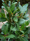 Real laurel, bay tree, Laurus nobilis, Echter Lorbeer, Lorbeerbaum, organically grown garden, medicinal plants for sale by TOMs FLOWer CLUB.