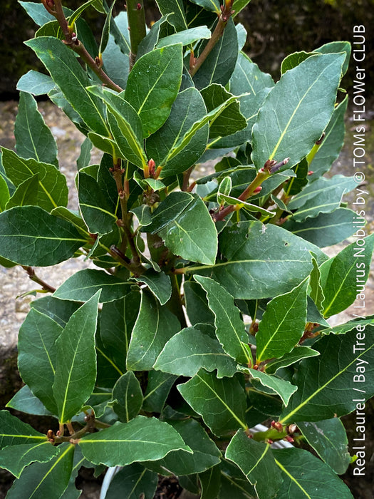 Real laurel, bay tree, Laurus nobilis, Echter Lorbeer, Lorbeerbaum, organically grown garden, medicinal plants for sale by TOMs FLOWer CLUB.