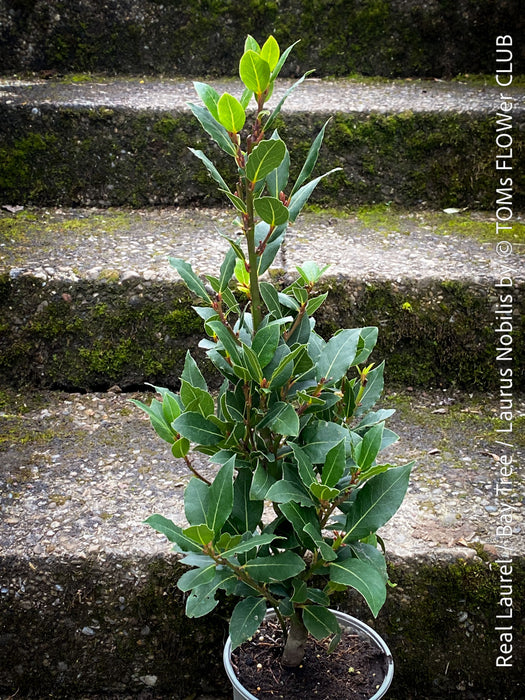 Real laurel, bay tree, Laurus nobilis, Echter Lorbeer, Lorbeerbaum, organically grown garden, medicinal plants for sale by TOMs FLOWer CLUB.