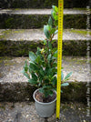 Real laurel, bay tree, Laurus nobilis, Echter Lorbeer, Lorbeerbaum, organically grown garden, medicinal plants for sale by TOMs FLOWer CLUB.