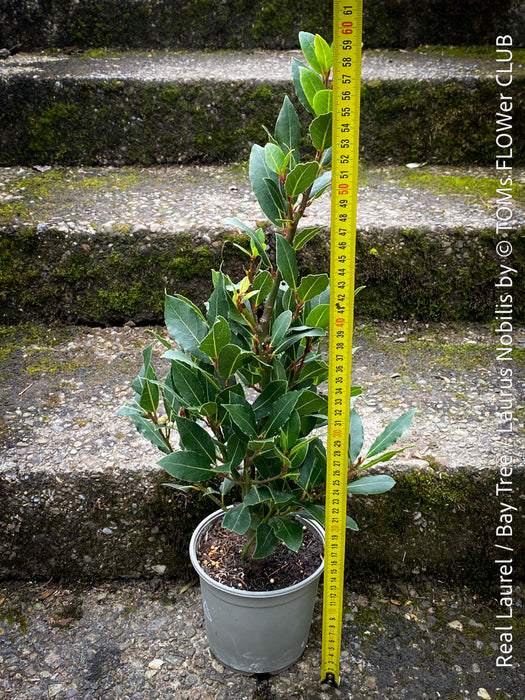 Real laurel, bay tree, Laurus nobilis, Echter Lorbeer, Lorbeerbaum, organically grown garden, medicinal plants for sale by TOMs FLOWer CLUB.