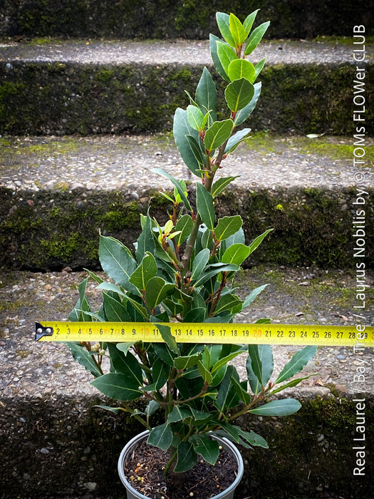 Real laurel, bay tree, Laurus nobilis, Echter Lorbeer, Lorbeerbaum, organically grown garden, medicinal plants for sale by TOMs FLOWer CLUB.