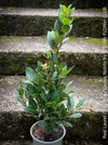 Real laurel, bay tree, Laurus nobilis, Echter Lorbeer, Lorbeerbaum, organically grown garden, medicinal plants for sale by TOMs FLOWer CLUB.
