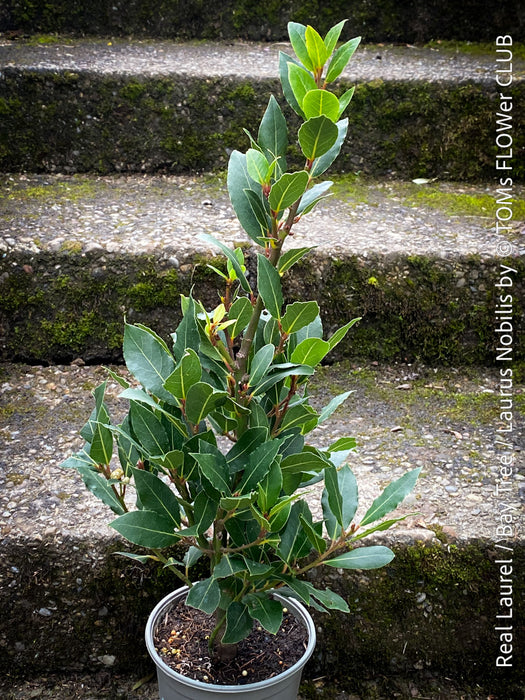 Real laurel, bay tree, Laurus nobilis, Echter Lorbeer, Lorbeerbaum, organically grown garden, medicinal plants for sale by TOMs FLOWer CLUB.