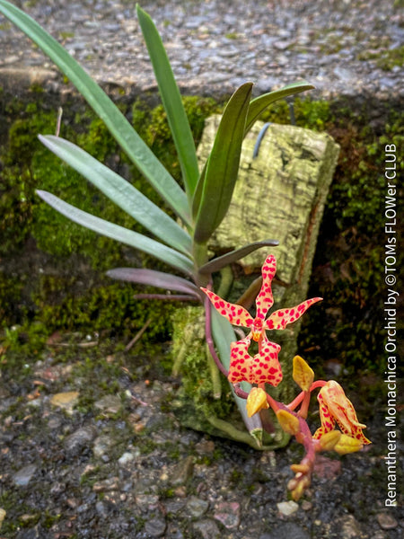 Renanthera Monachica, tiger orange flowering orchid, organically grown tropical plants for sale at TOMsFLOWer CLUB.