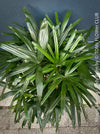 Rhapis Excelsa, Lady Palm, Bambus Palm, organically grown tropical plants for sale at TOMs FLOWer CLUB