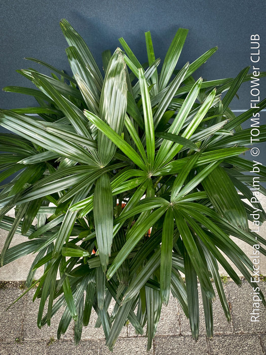 Rhapis Excelsa, Lady Palm, Bambus Palm, organically grown tropical plants for sale at TOMs FLOWer CLUB