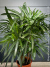 Rhapis Excelsa, Lady Palm, Bambus Palm, organically grown tropical plants for sale at TOMs FLOWer CLUB