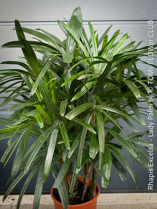Rhapis Excelsa, Lady Palm, Bambus Palm, organically grown tropical plants for sale at TOMs FLOWer CLUB