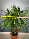 Rhapis Excelsa, Lady Palm, Bambus Palm, organically grown tropical plants for sale at TOMs FLOWer CLUB