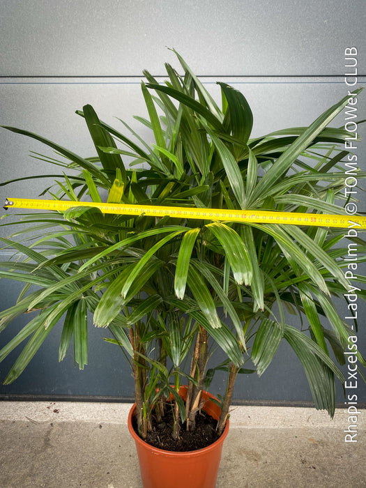 Rhapis Excelsa, Lady Palm, Bambus Palm, organically grown tropical plants for sale at TOMs FLOWer CLUB