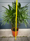 Rhapis Excelsa, Lady Palm, Bambus Palm, organically grown tropical plants for sale at TOMs FLOWer CLUB