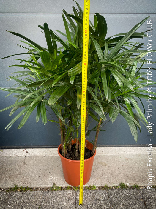 Rhapis Excelsa, Lady Palm, Bambus Palm, organically grown tropical plants for sale at TOMs FLOWer CLUB