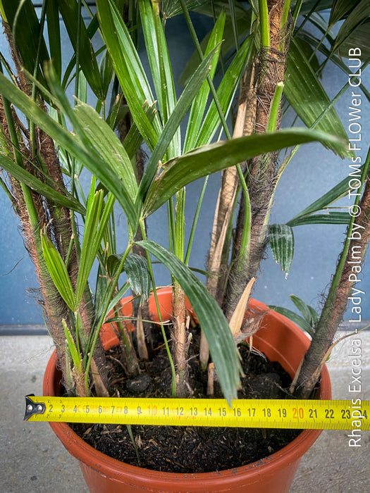 Rhapis Excelsa, Lady Palm, Bambus Palm, organically grown tropical plants for sale at TOMs FLOWer CLUB