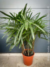 Rhapis Excelsa, Lady Palm, Bambus Palm, organically grown tropical plants for sale at TOMs FLOWer CLUB