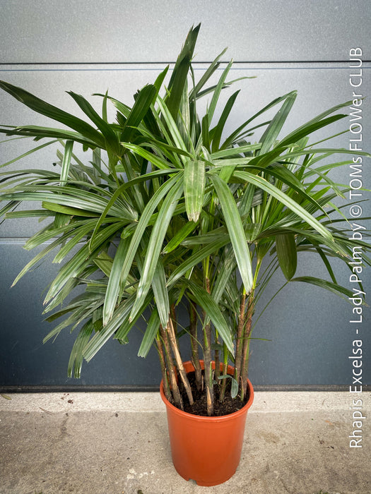 Rhapis Excelsa, Lady Palm, Bambus Palm, organically grown tropical plants for sale at TOMs FLOWer CLUB