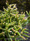 Mature Rhipsalis burchellii with elegant cascading stems cultivated at TOMs FLOWer CLUB