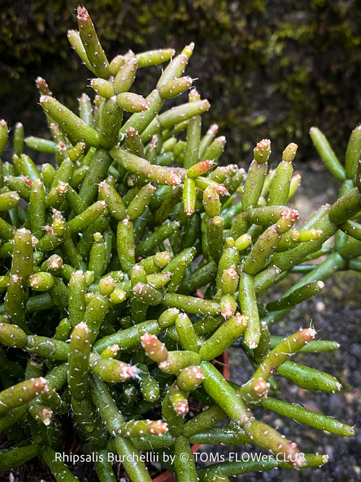 Mature Rhipsalis burchellii with elegant cascading stems cultivated at TOMs FLOWer CLUB