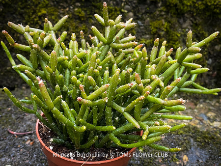Healthy Rhipsalis burchellii epiphytic cactus displaying dense pendant growth habit