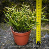 Fine-textured Rhipsalis burchellii hanging plant with branching succulent stem