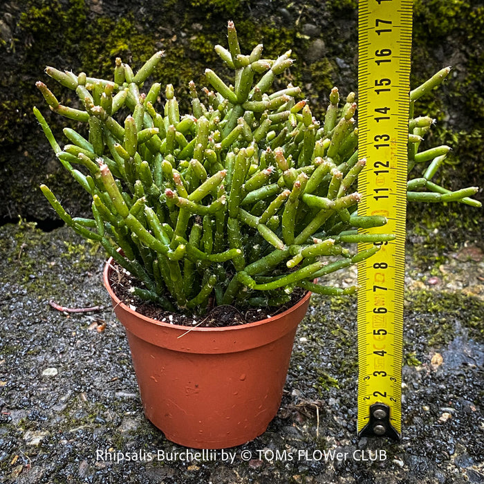 Fine-textured Rhipsalis burchellii hanging plant with branching succulent stem