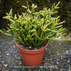 Established Burchell's Mistletoe Cactus from TOMs FLOWer CLUB