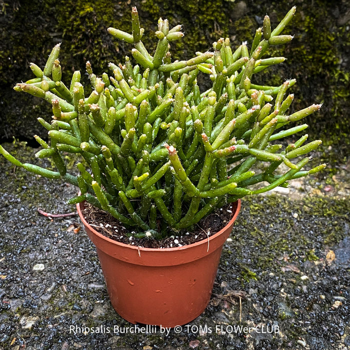 Established Burchell's Mistletoe Cactus from TOMs FLOWer CLUB