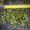 Established Burchell's Mistletoe Cactus from TOMs FLOWer CLUB