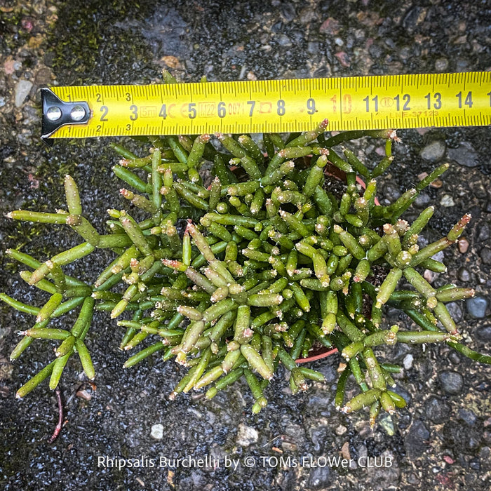 Established Burchell's Mistletoe Cactus from TOMs FLOWer CLUB