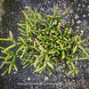 Premium Rhipsalis burchellii collector plant cultivated for long-term vitality