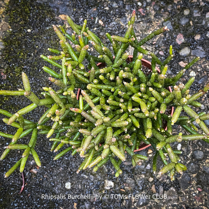 Premium Rhipsalis burchellii collector plant cultivated for long-term vitality