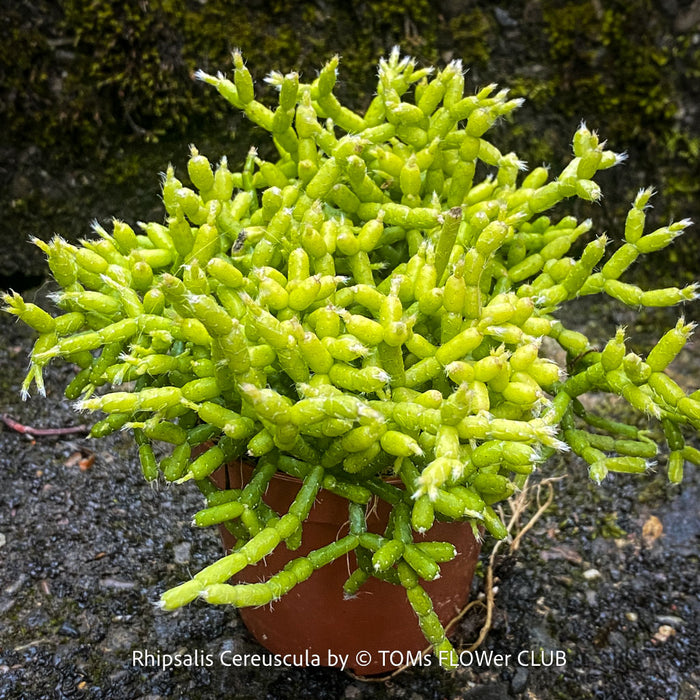 Healthy Rhipsalis cereuscula Coral Cactus with dense branching succulent stems grown at TOMs FLOWer CLUB