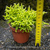 Established Rhipsalis cereuscula collector plant showing intricate coral-like epiphytic cactus growth