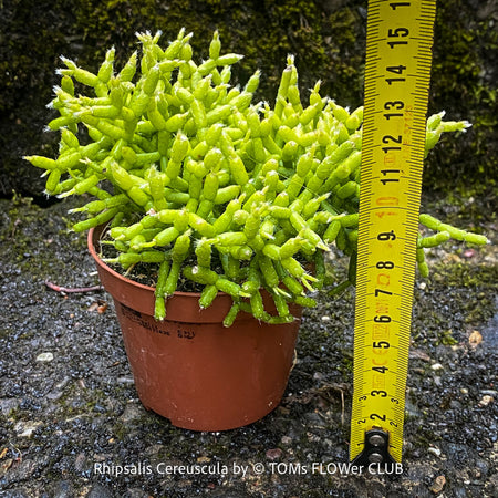 Established Rhipsalis cereuscula collector plant showing intricate coral-like epiphytic cactus growth