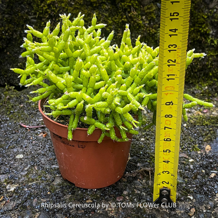 Established Rhipsalis cereuscula collector plant showing intricate coral-like epiphytic cactus growth