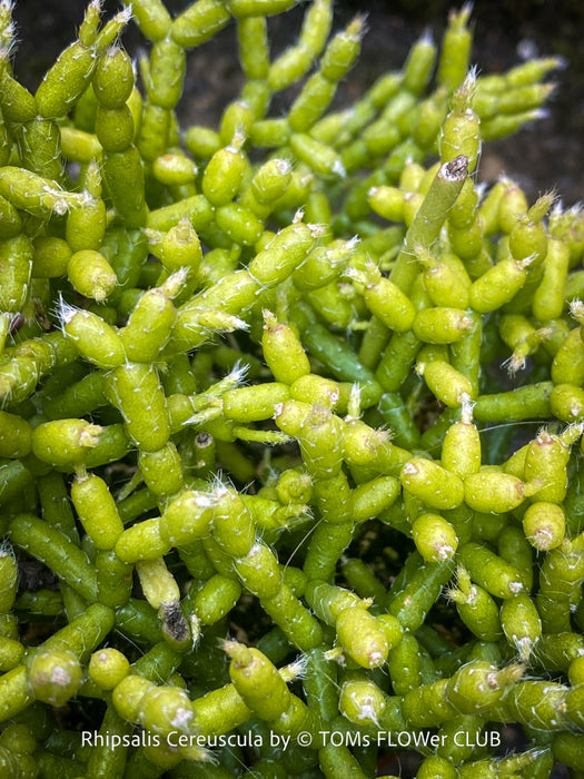 Leaf detail of Rhipsalis cereuscula collector plant showing intricate coral-like epiphytic cactus growth
