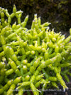 Established Rhipsalis cereuscula collector plant showing intricate coral-like epiphytic cactus growth