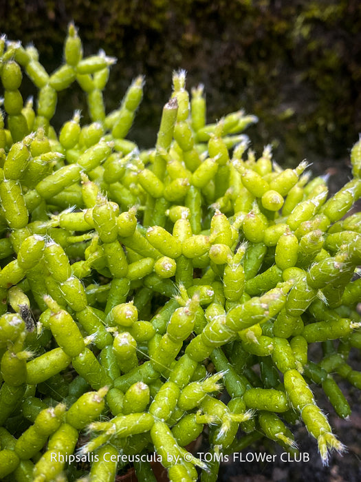Established Rhipsalis cereuscula collector plant showing intricate coral-like epiphytic cactus growth