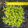 Organically cultivated Rhipsalis cereuscula growing in permeable substrate at TOMs FLOWer CLUB