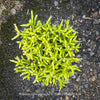 Premium quality Rhipsalis cereuscula from TOMs FLOWer CLUB ideal for cactus and orchid enthusiasts