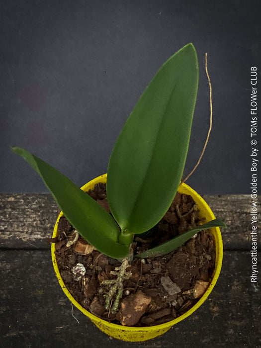 Rhyncattleanthe - Cattlea Yellow Golden Boy, orange flowering orchid, organically grown tropical plants for sale at TOMs FLOWer CLUB