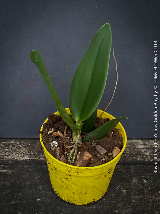 Rhyncattleanthe - Cattlea Yellow Golden Boy, orange flowering orchid, organically grown tropical plants for sale at TOMs FLOWer CLUB
