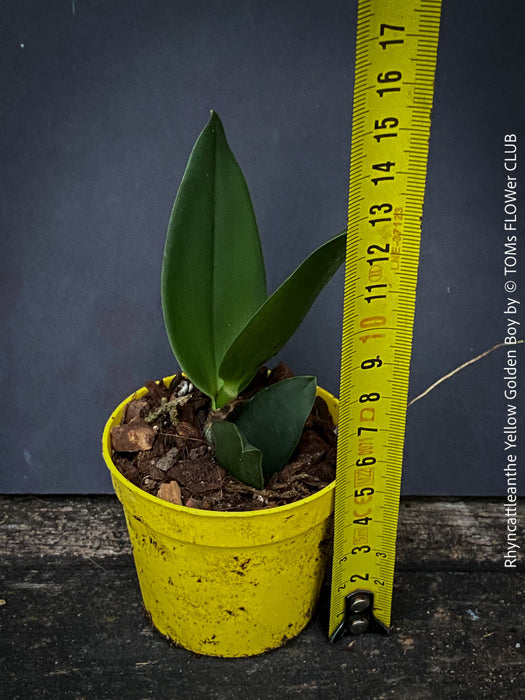 Rhyncattleanthe - Cattlea Yellow Golden Boy, orange flowering orchid, organically grown tropical plants for sale at TOMs FLOWer CLUB