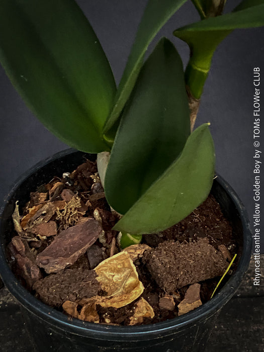 Rhyncattleanthe - Cattlea Yellow Golden Boy, orange flowering orchid, organically grown tropical plants for sale at TOMs FLOWer CLUB