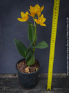 Rhyncattleanthe - Cattlea Yellow Golden Boy, orange flowering orchid, organically grown tropical plants for sale at TOMs FLOWer CLUB
