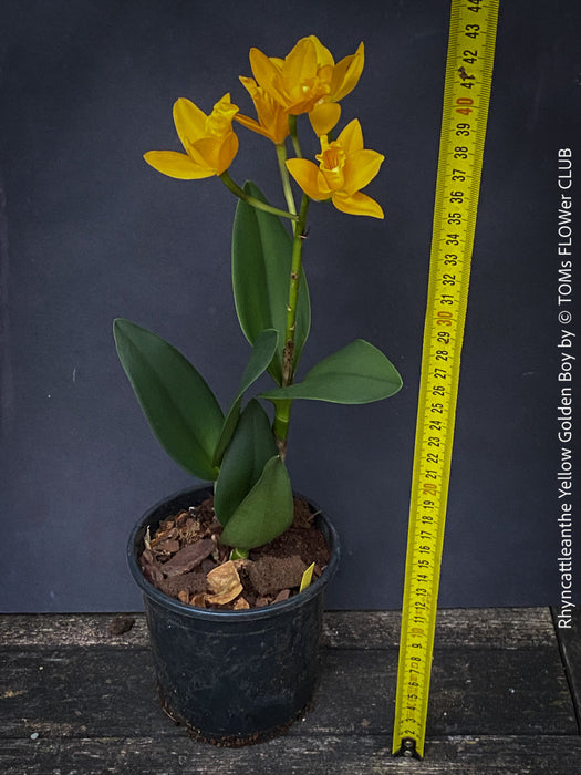 Rhyncattleanthe - Cattlea Yellow Golden Boy, orange flowering orchid, organically grown tropical plants for sale at TOMs FLOWer CLUB