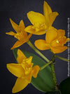 Rhyncattleanthe - Cattlea Yellow Golden Boy, orange flowering orchid, organically grown tropical plants for sale at TOMs FLOWer CLUB
