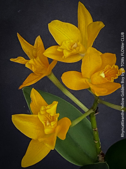 Rhyncattleanthe - Cattlea Yellow Golden Boy, orange flowering orchid, organically grown tropical plants for sale at TOMs FLOWer CLUB