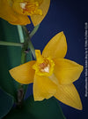 Rhyncattleanthe - Cattlea Yellow Golden Boy, orange flowering orchid, organically grown tropical plants for sale at TOMs FLOWer CLUB
